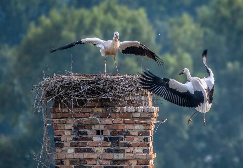 Expert Chimney Animal Removal in Lancaster, TX Professional Chimney Animal Removal Services in Lancaster, Texas